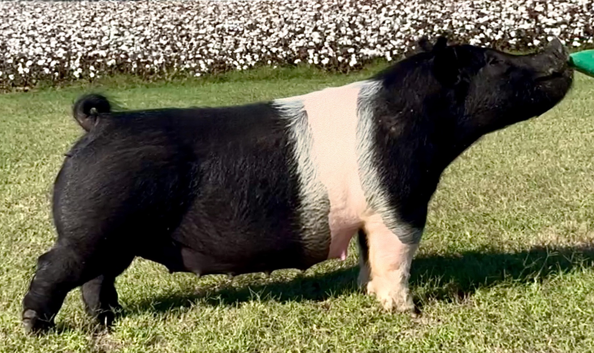 Off The Decks Mother