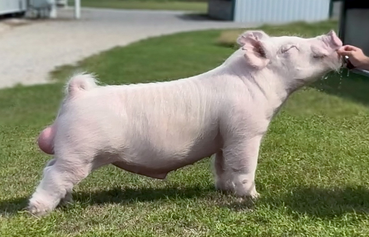 Trunks Boar