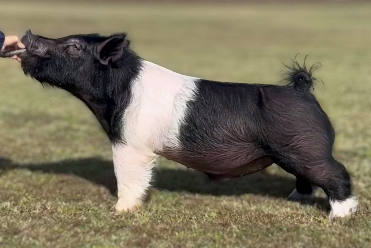 Classified as yearling